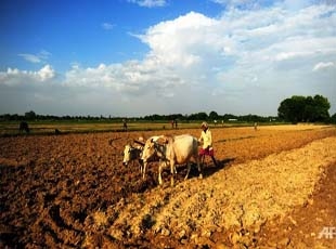 Food law doesn't ensure security to farmers: BKS